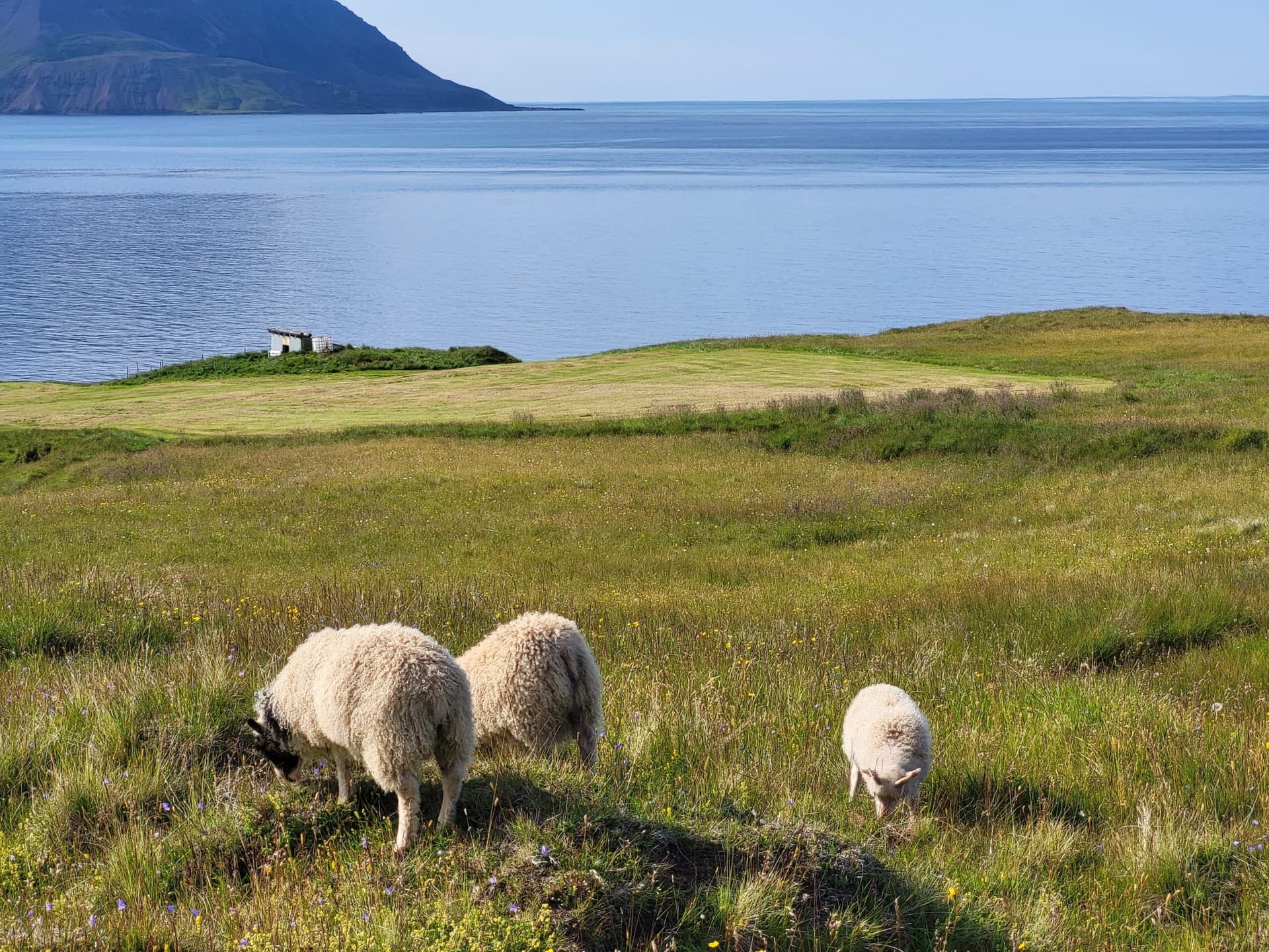 Fjárfestingar í sauðfjárrækt styrktar