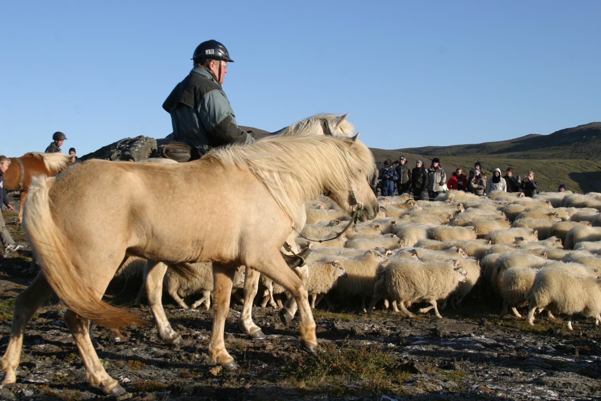Tífalt fleiri vildu kaupa sauðfjárkvóta en fengu