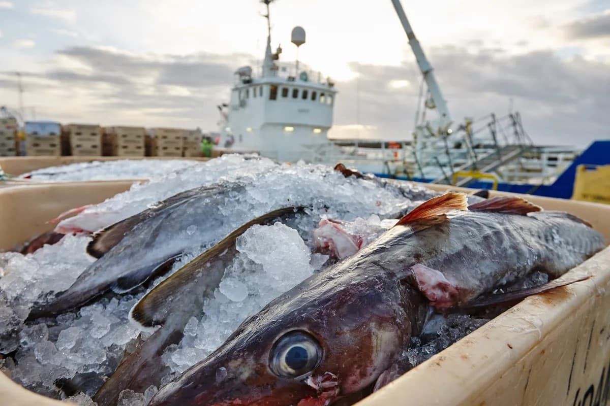 Fá úthlutað hundrað tonnum af byggðakvóta
