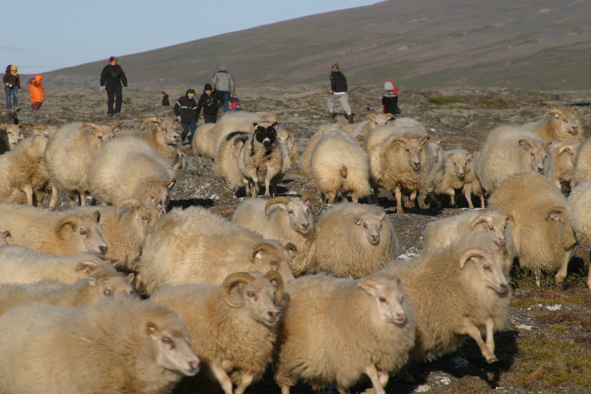 Kanna vilja til sameiningar á afrétt
