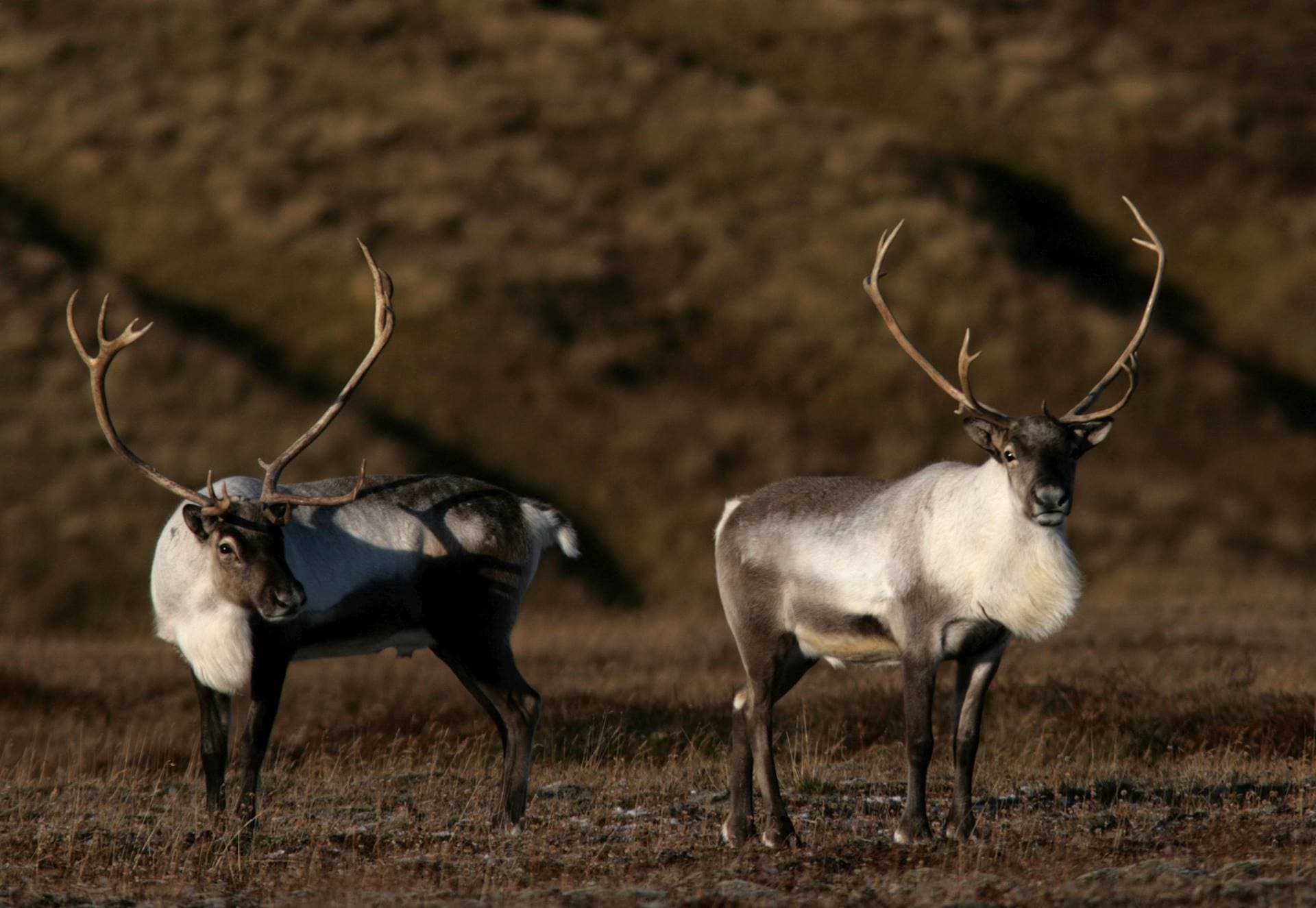 Stóraukinn kvóti til hreindýraveiða