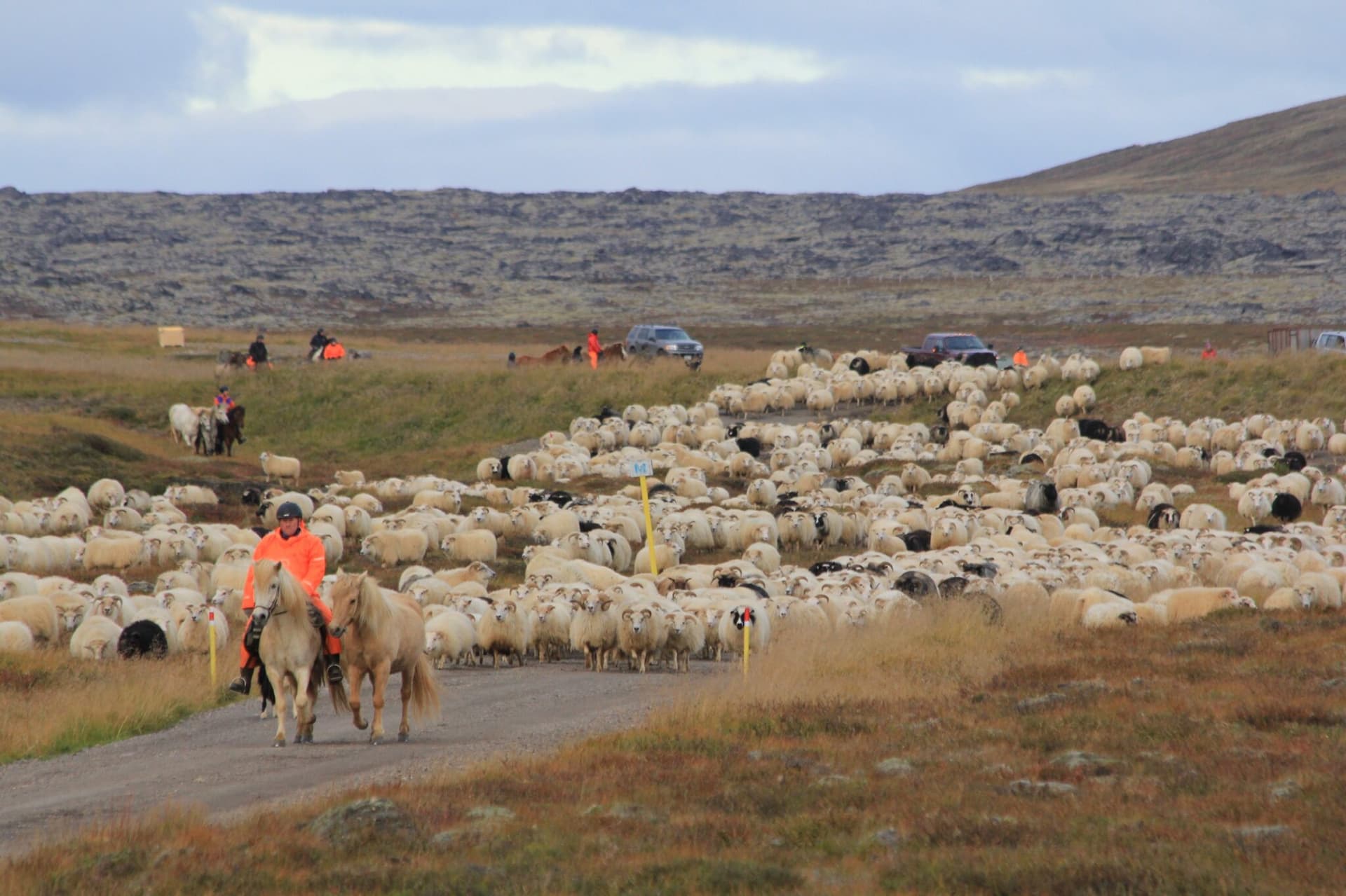 Engin riða greindist í sláturfé í haust