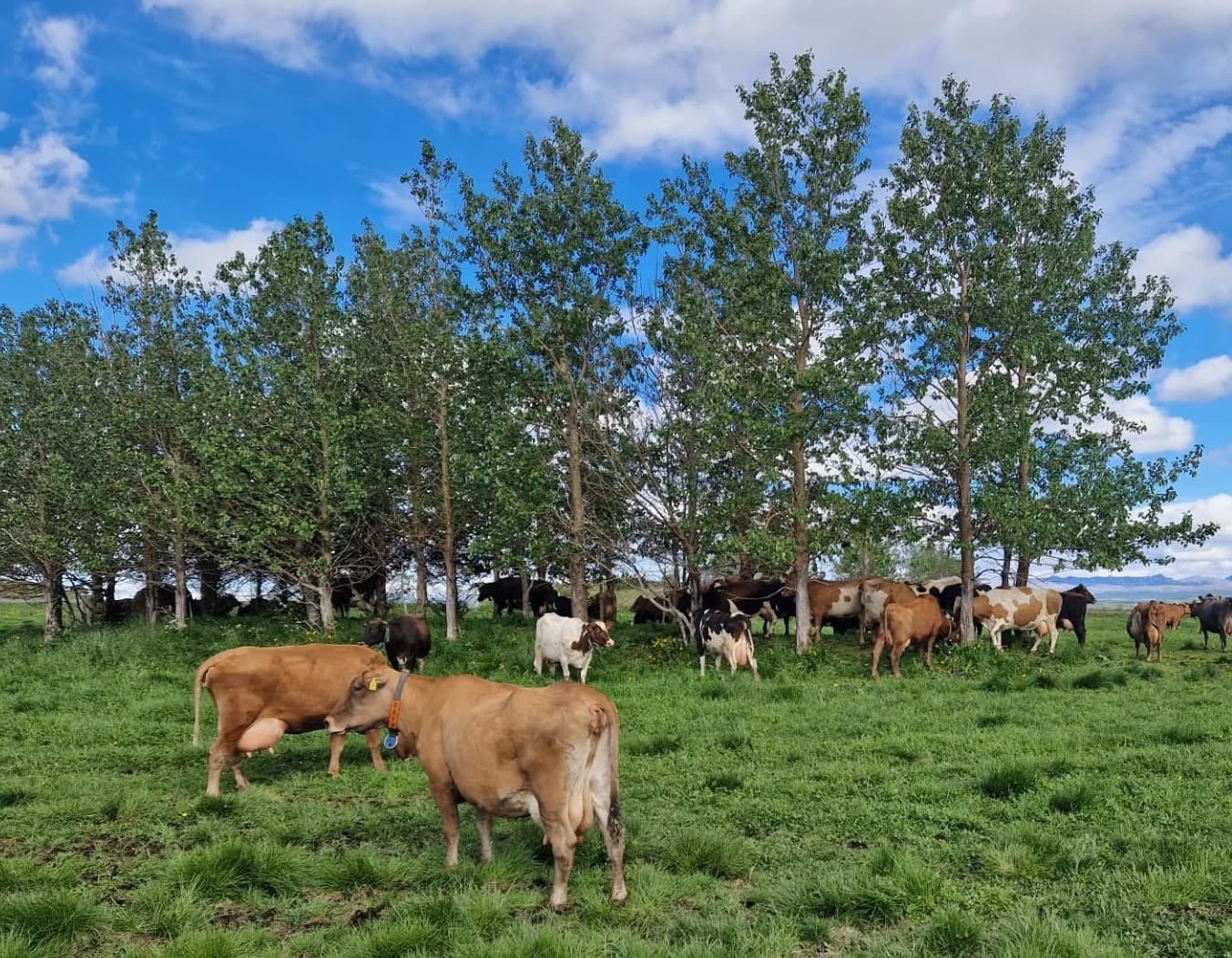 Mun leiða vinnu við nýja búvörusamninga