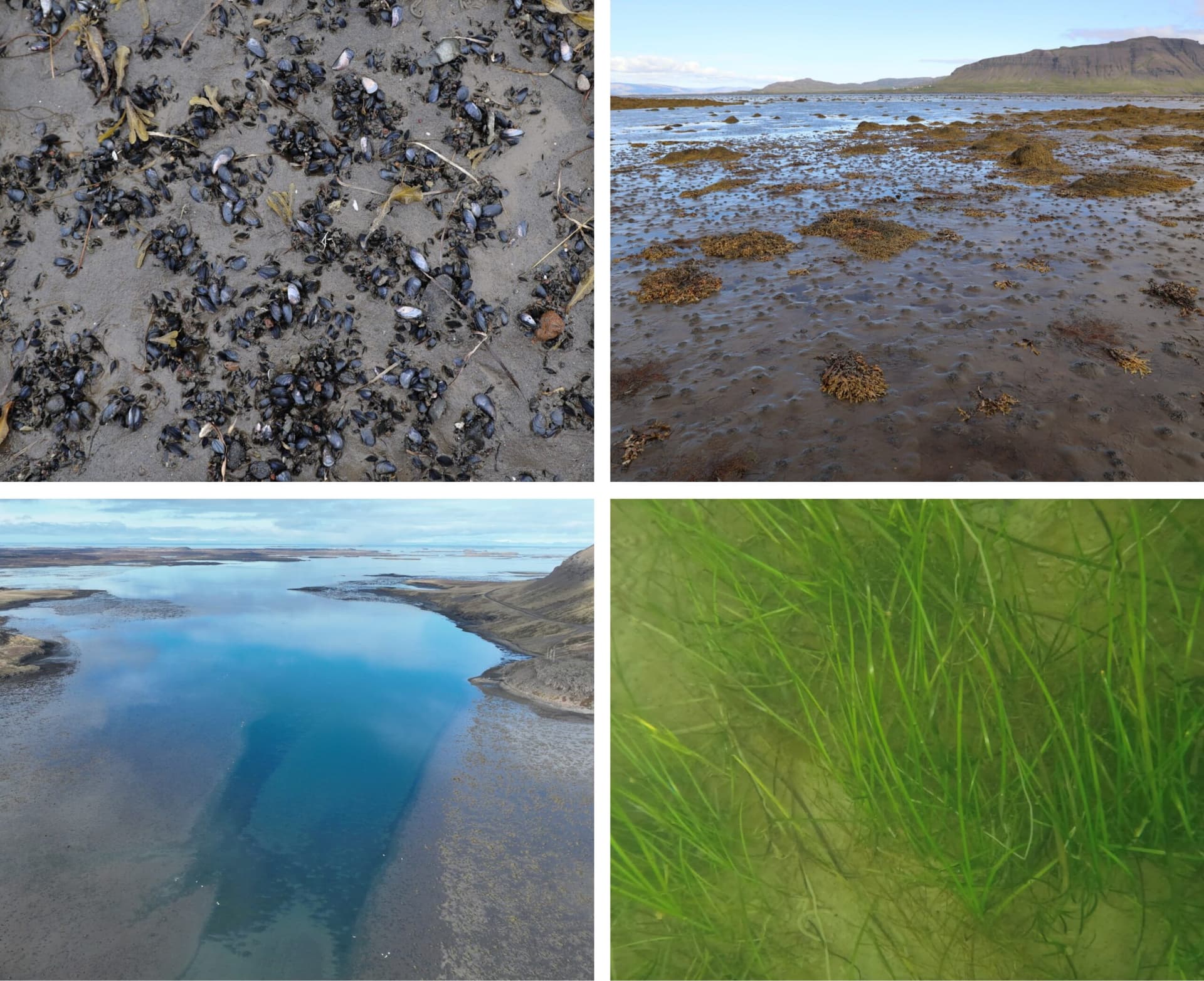 Álftafjörður leynir á sér