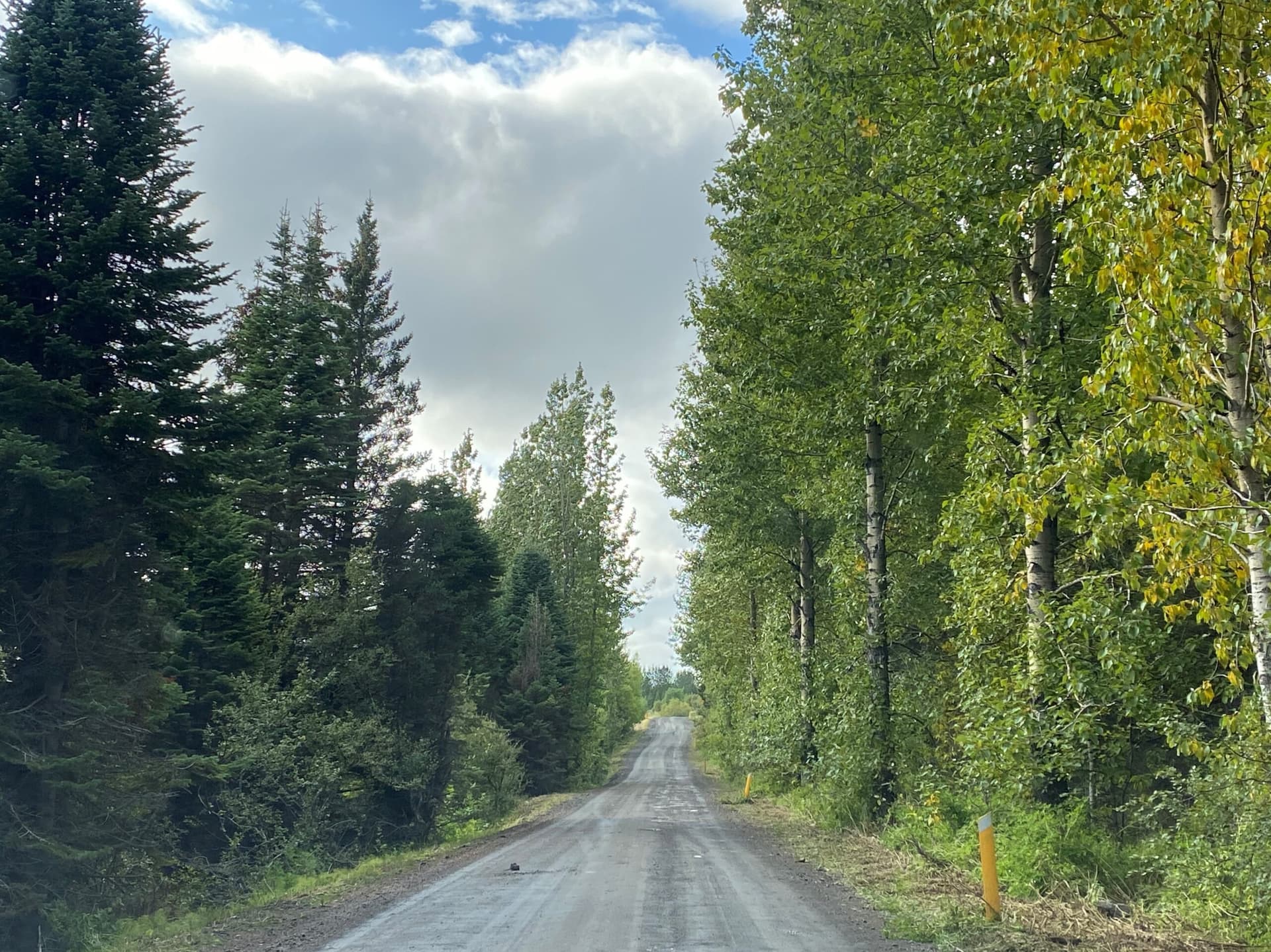 Stálu 20 jólatrjám