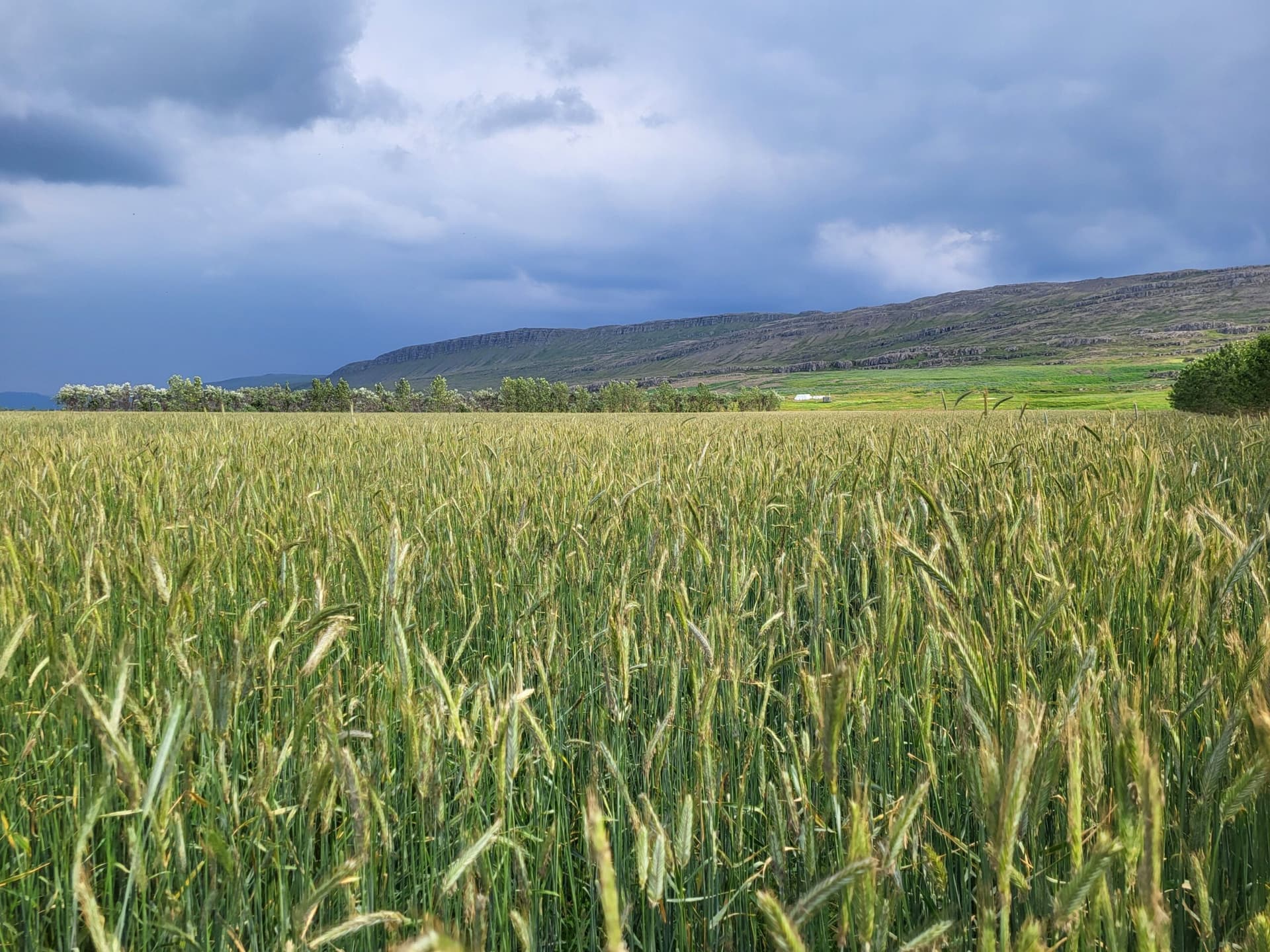Tíu styrkir vegna kornræktar til Borgarbyggðar og Hvalfjarðarsveitar