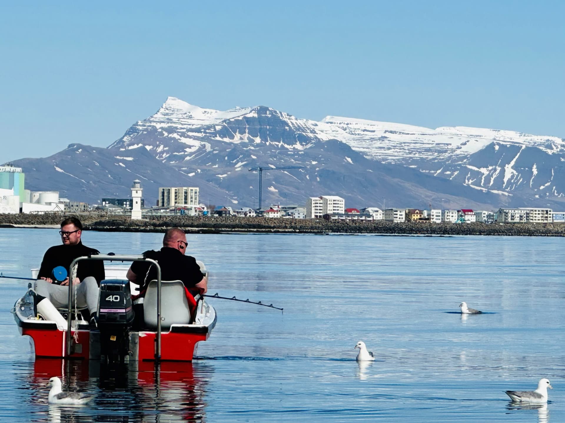 Fjórar fuglategundir metnar í bráðri útrýmingarhættu á Íslandi