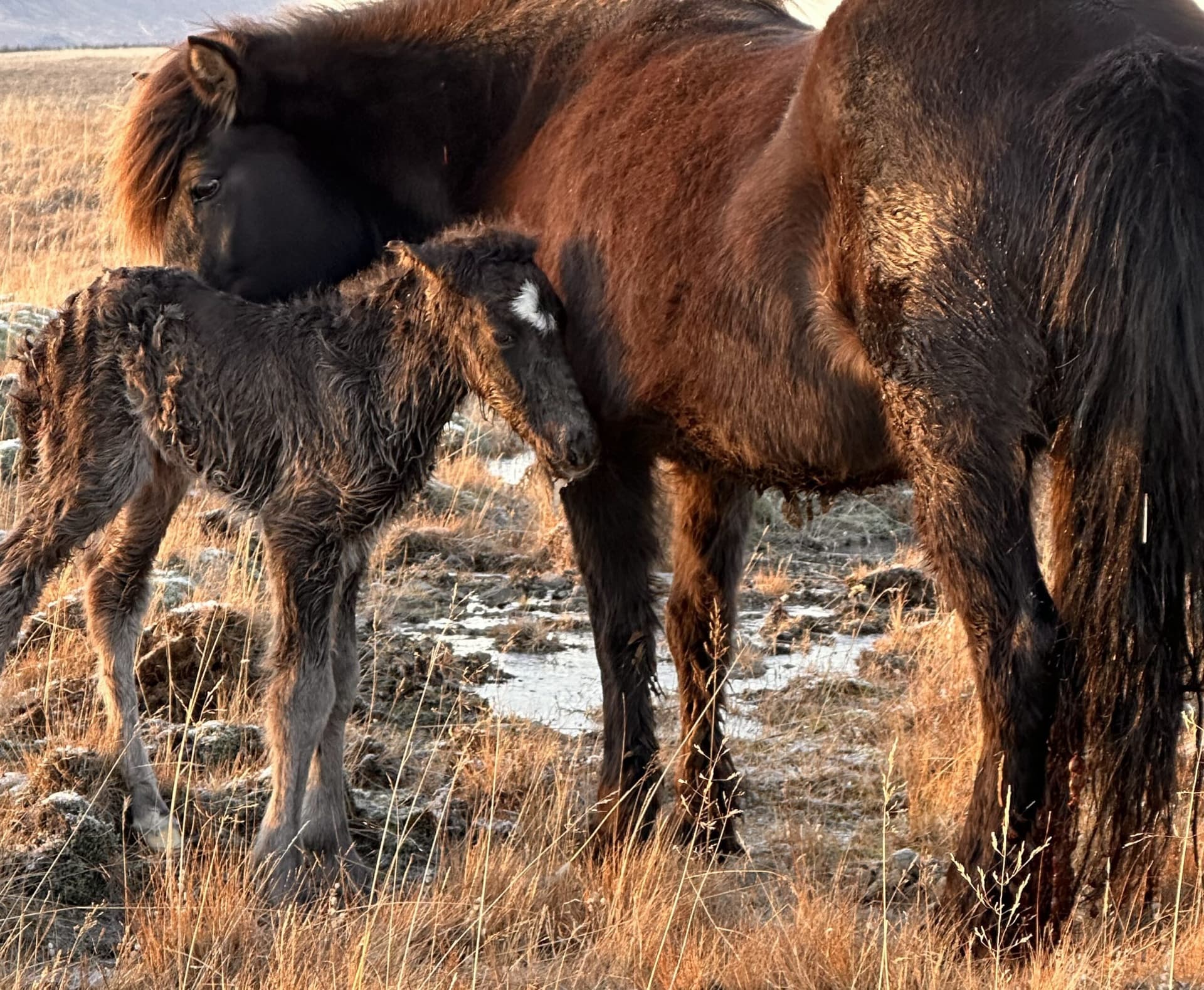 Flugeldur frá Breiðabólsstað fæddist á nýársdag