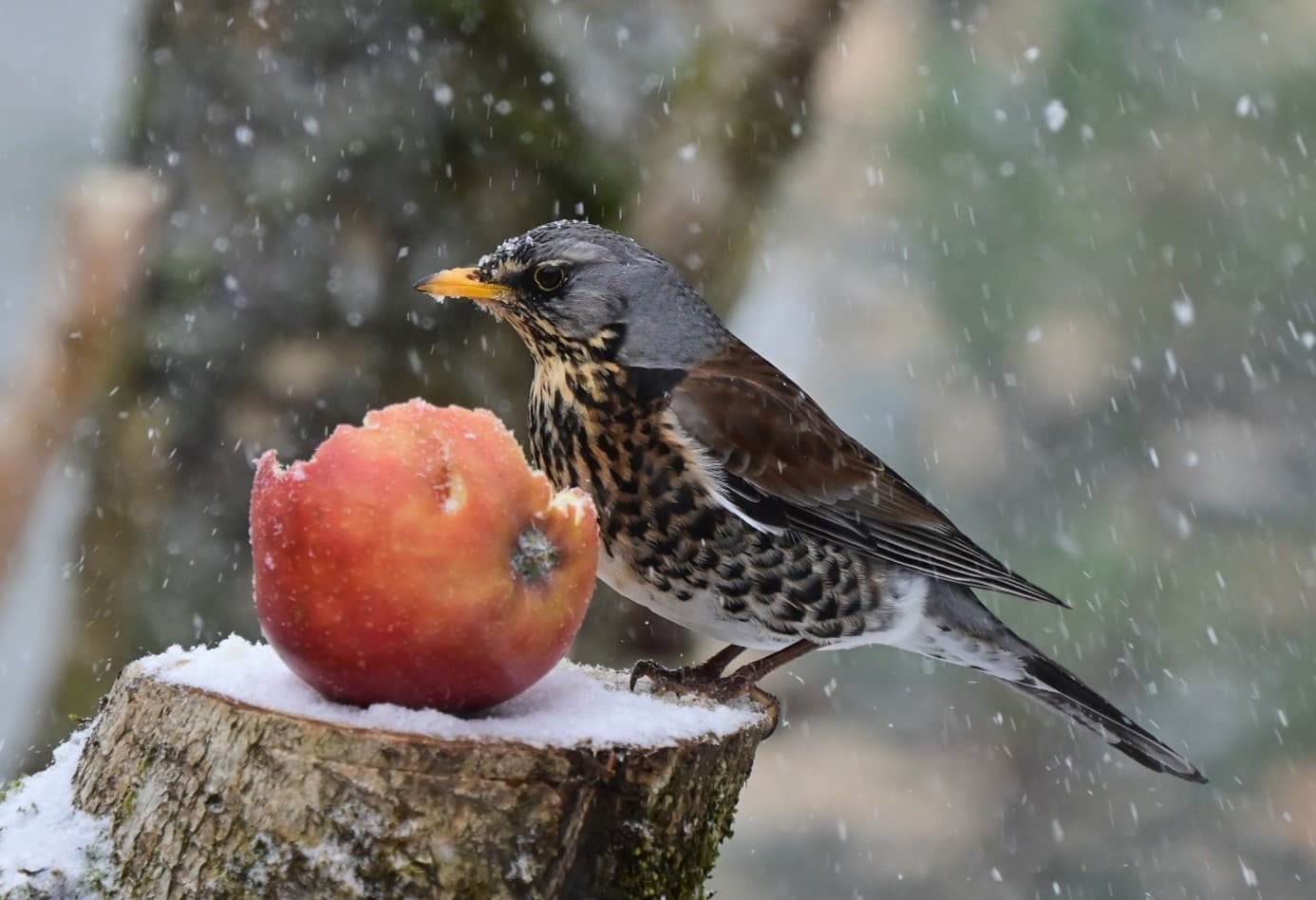 Garðfuglahelgin er framundan