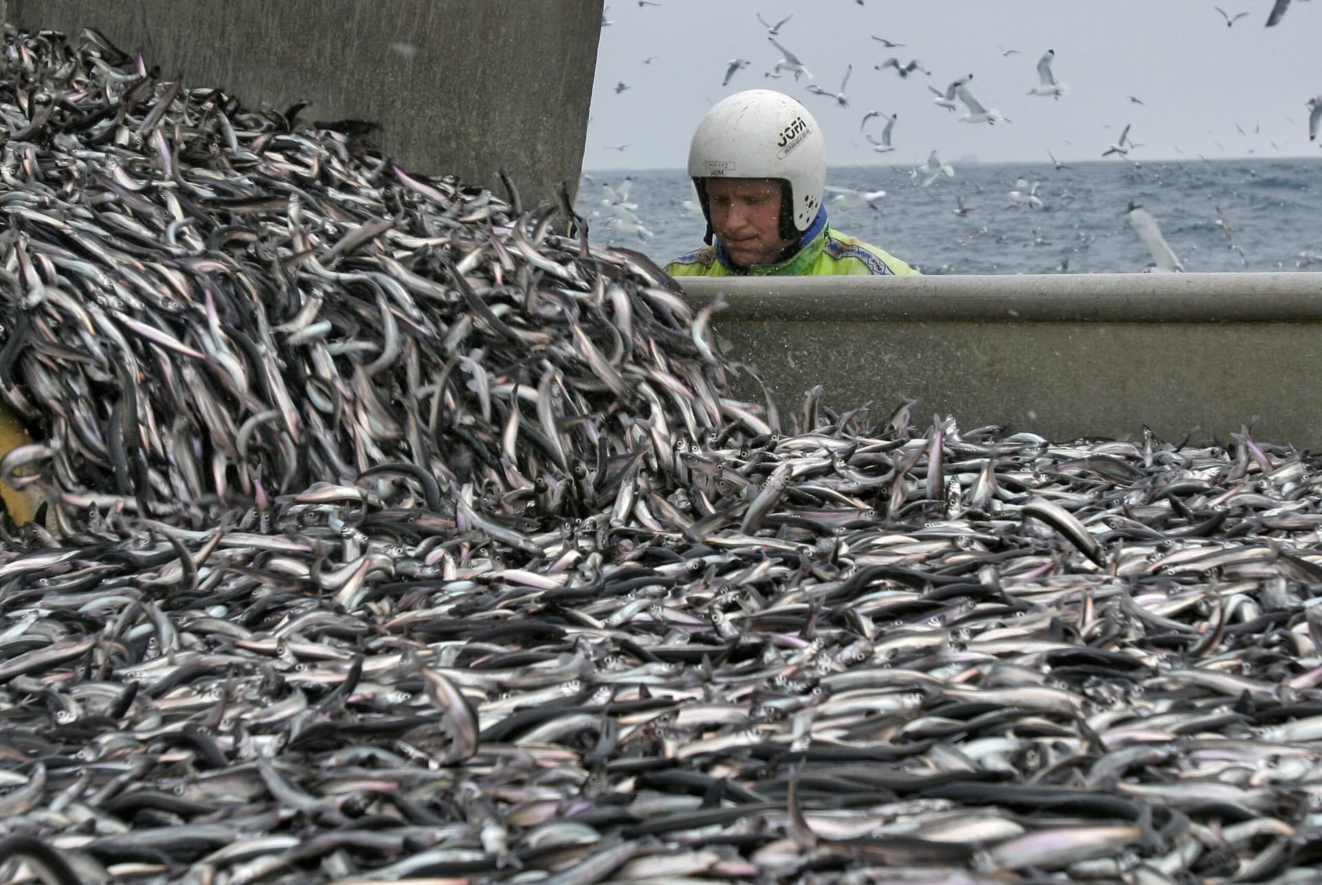 Leggja til að loðnukvótinn verði aukinn í 197 þúsund tonn
