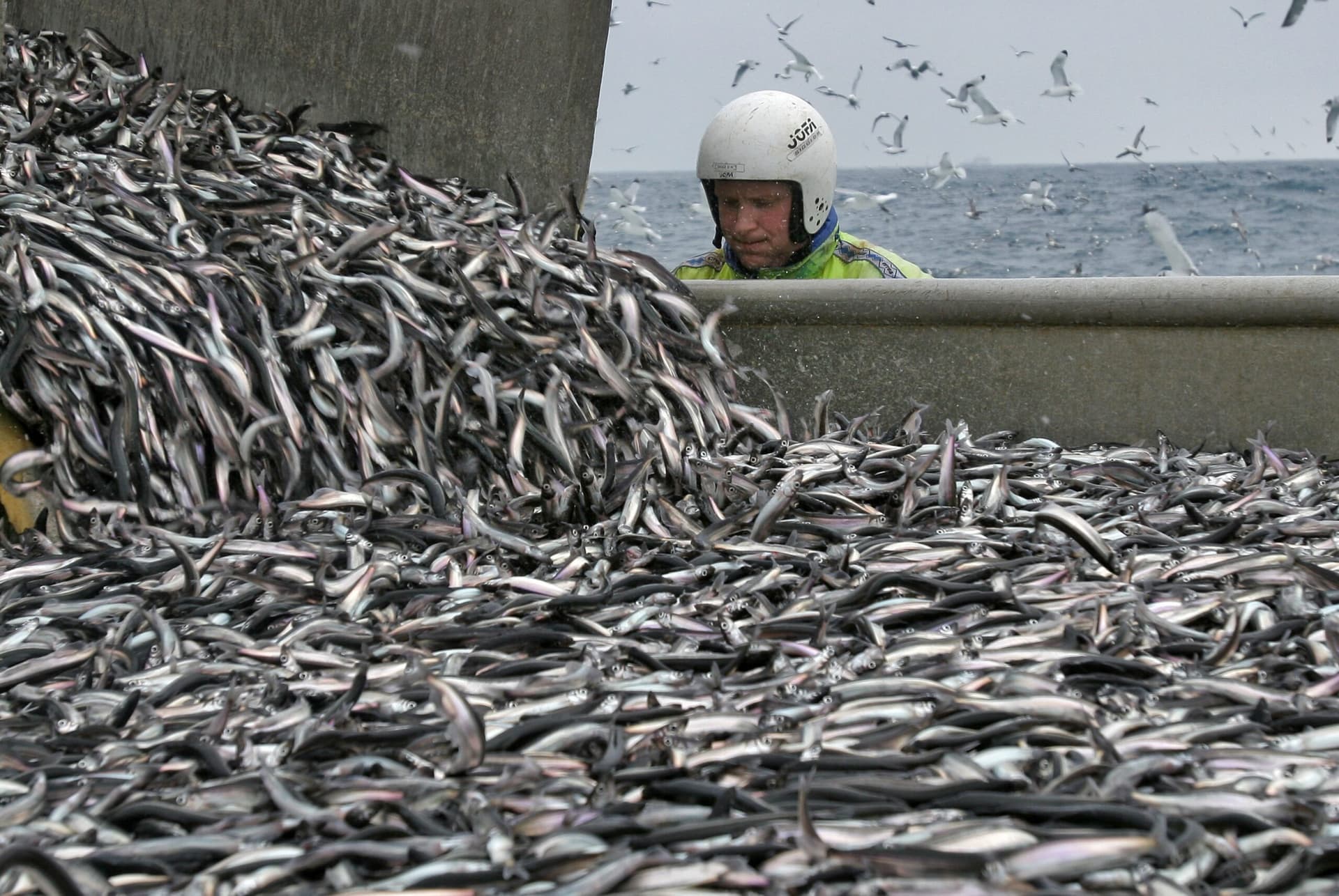 Loðnu- og kolmunnakvóta úthlutað