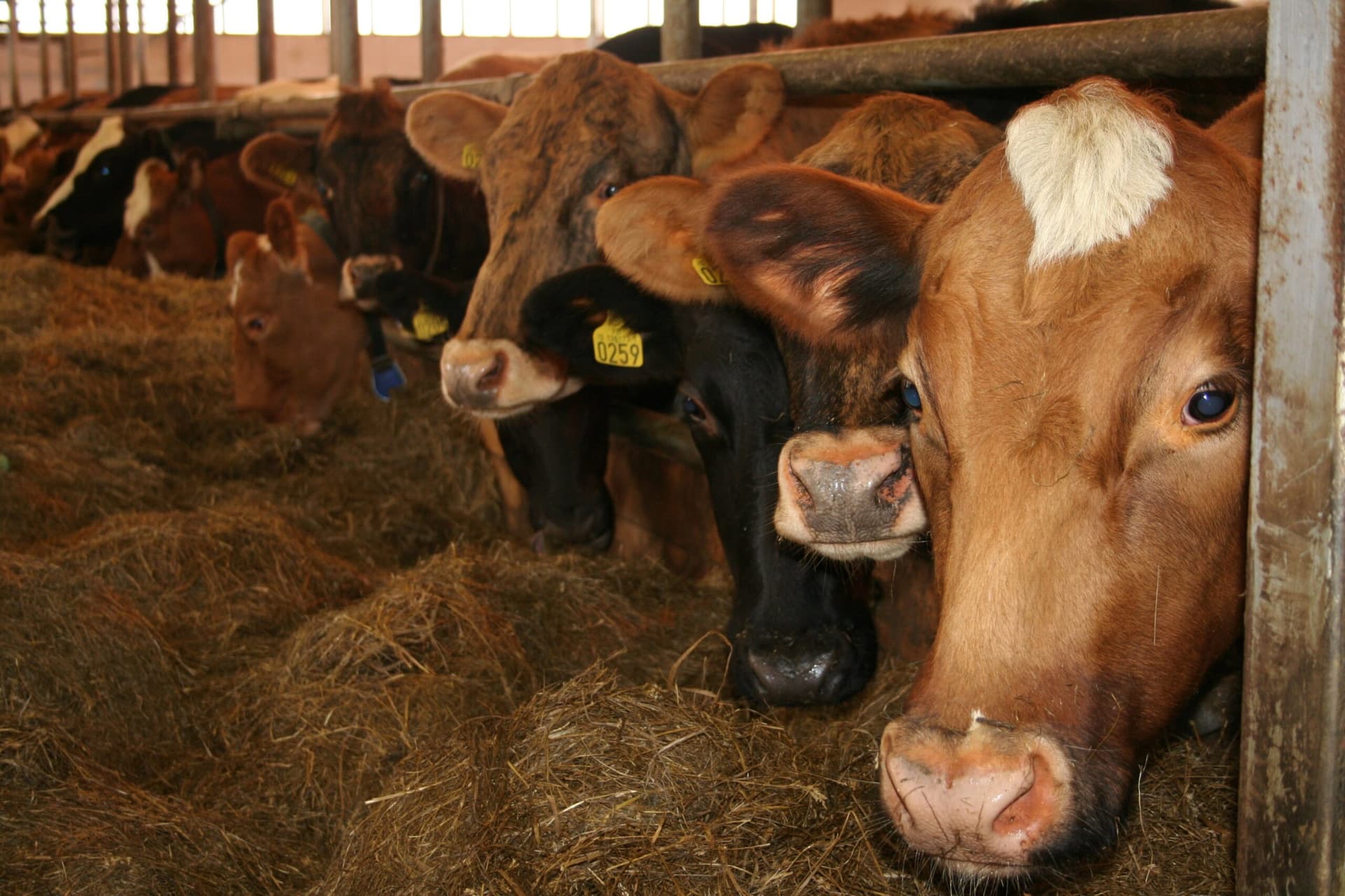 Íslandsmetin falla enn í mjólkurframleiðslunni