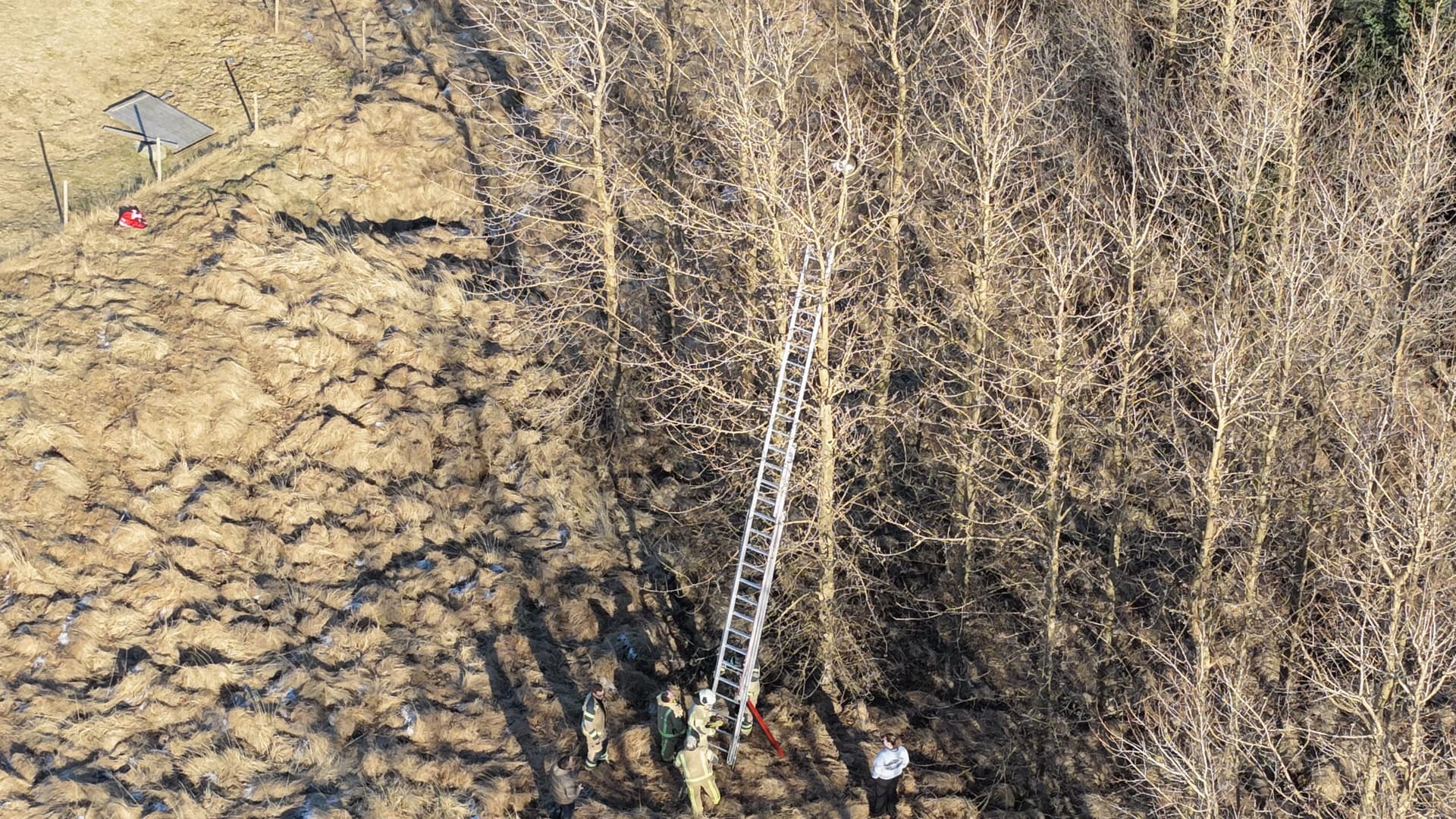 Kettinum Marvin bjargað úr hæsta tré