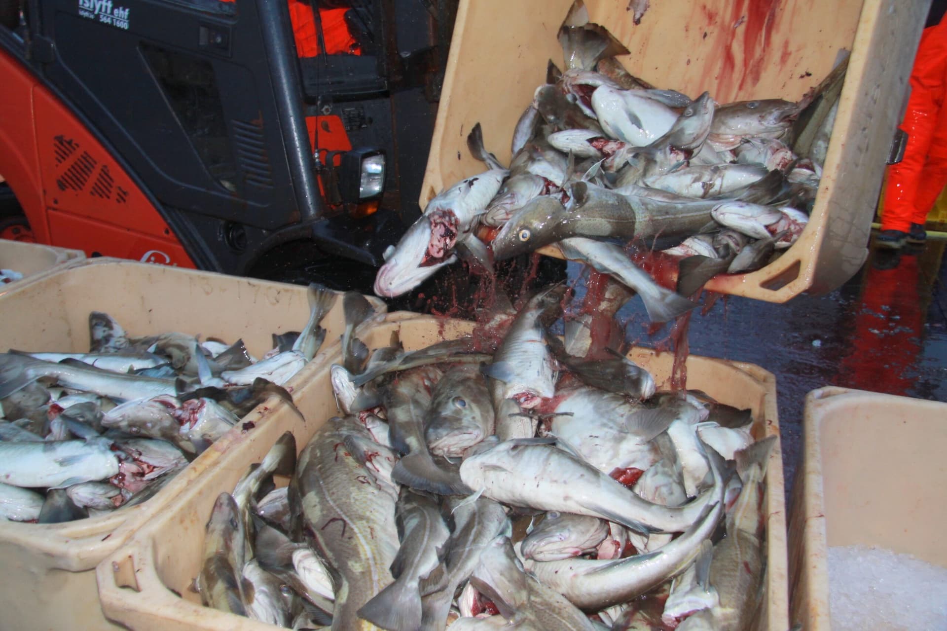 Reglugerð um strandveiðar slakar á kröfu um 100% eignarhald