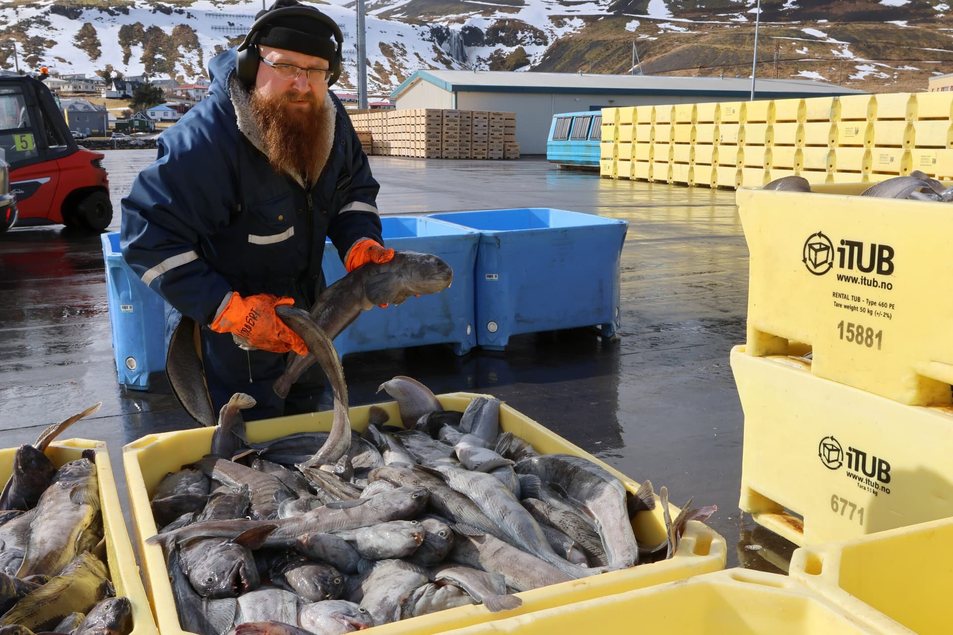 Mokveiði af steinbít og lækkandi verð
