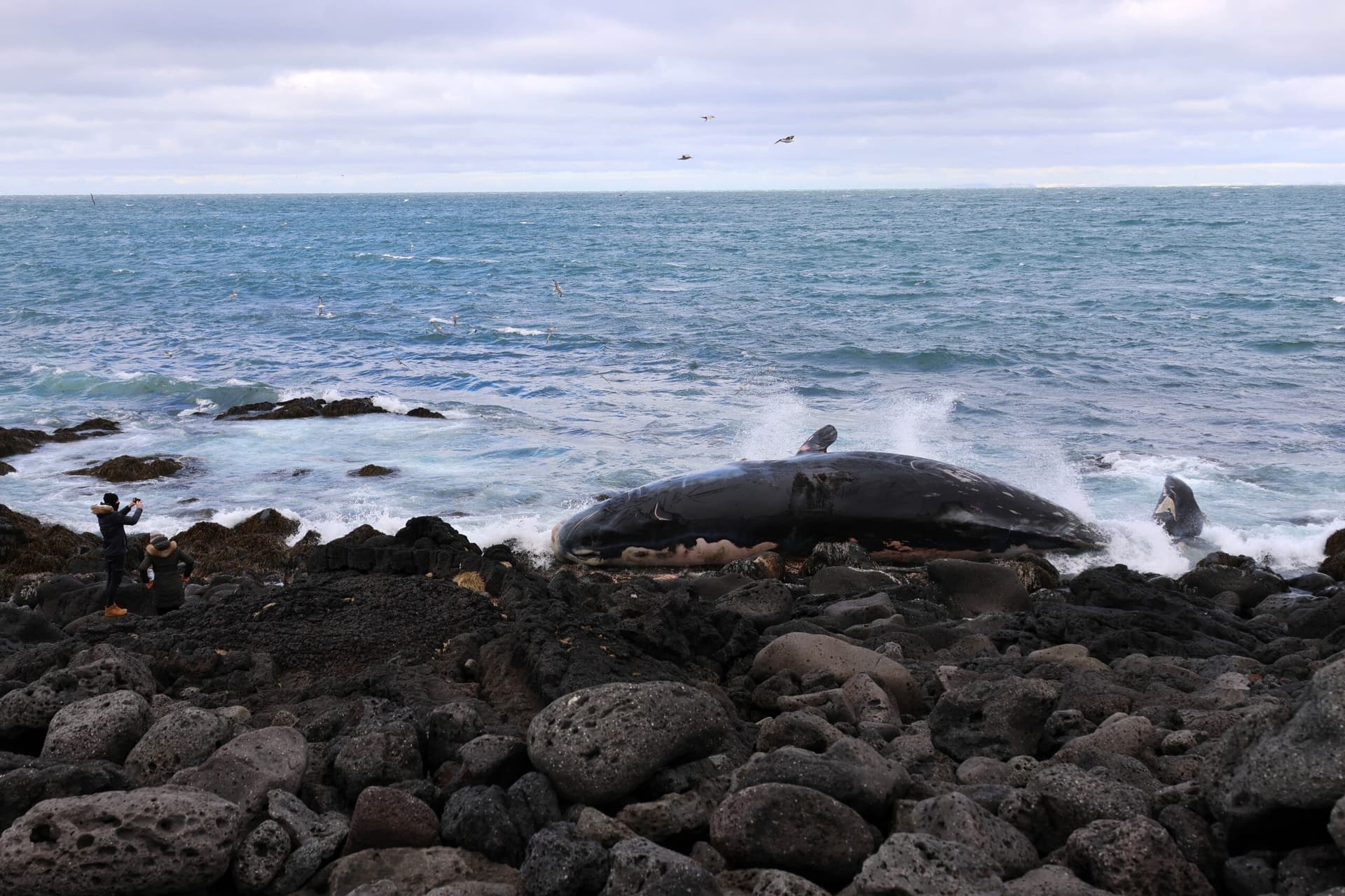 Stærðar búrhval rak á land