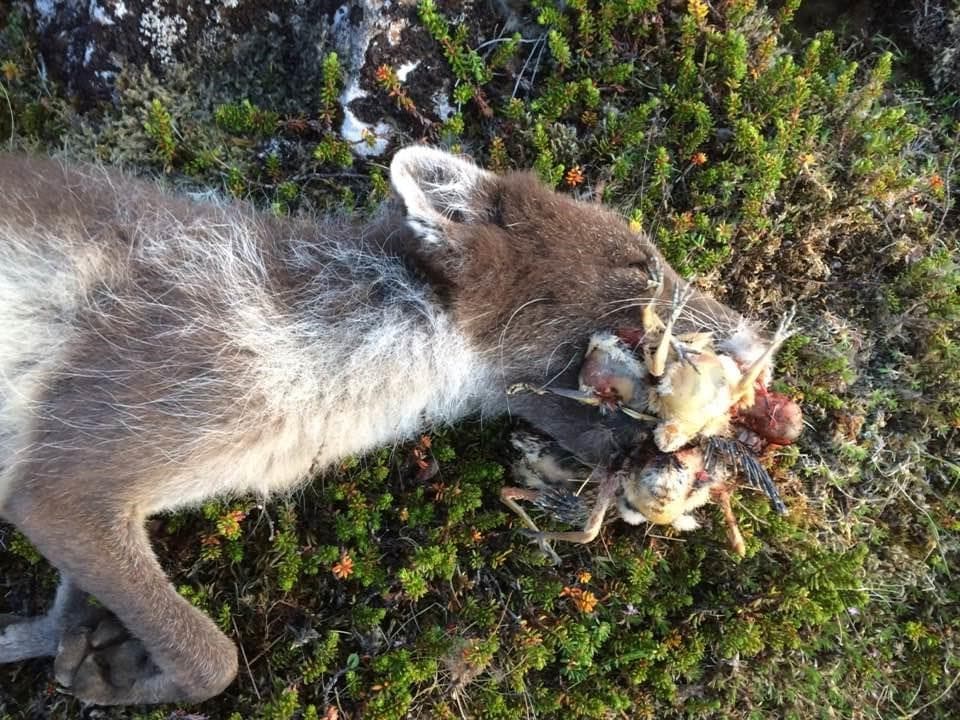 Náttúruverndarstofnun kallar eftir nýju fyrirkomulagi refaveiða