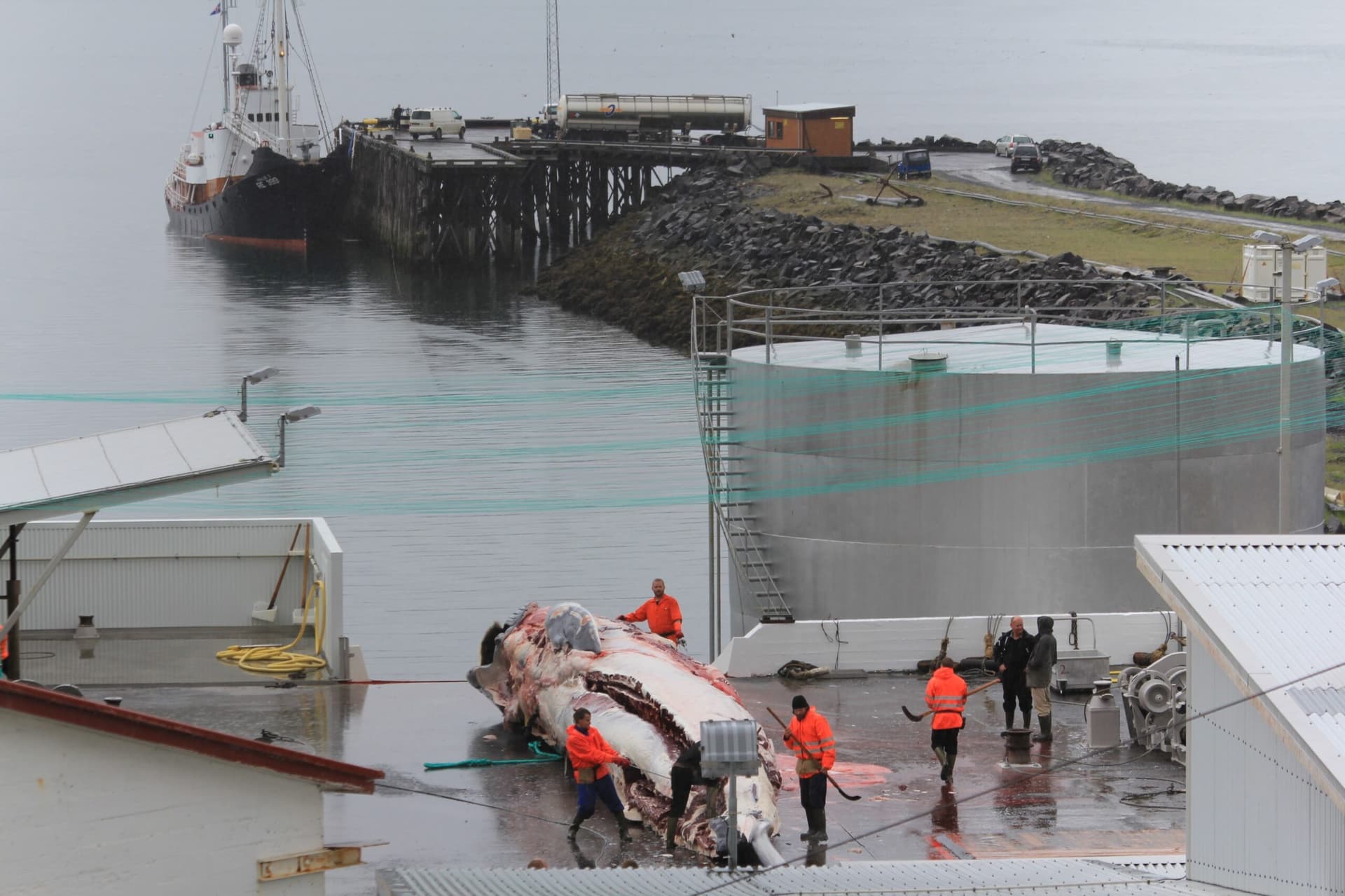 Sveitarstjórn mótmælir áformum um bann við hvalveiðum